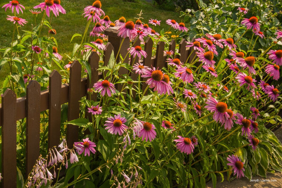 Gartenzaun mit Blumen