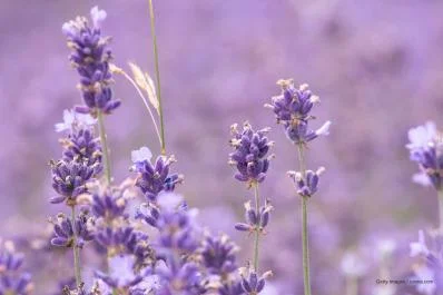 Trendfarbe Lavendel